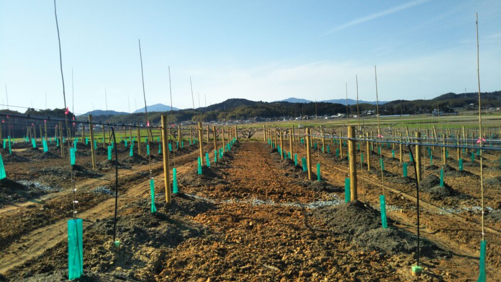 Kiwifruit plant posts