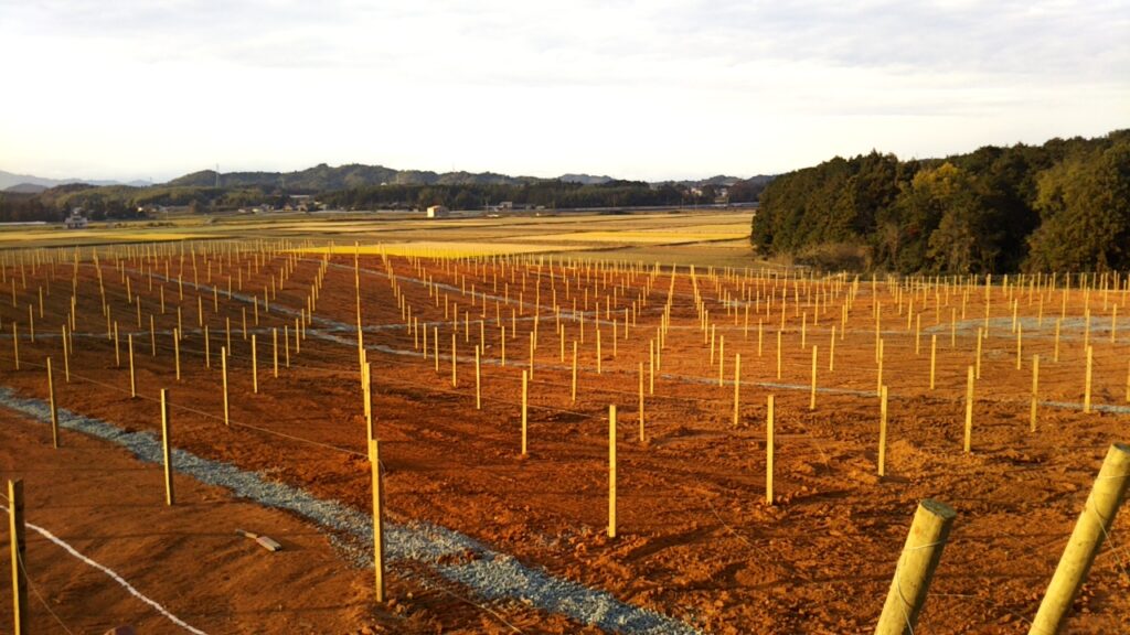 Kiwifruit plant posts